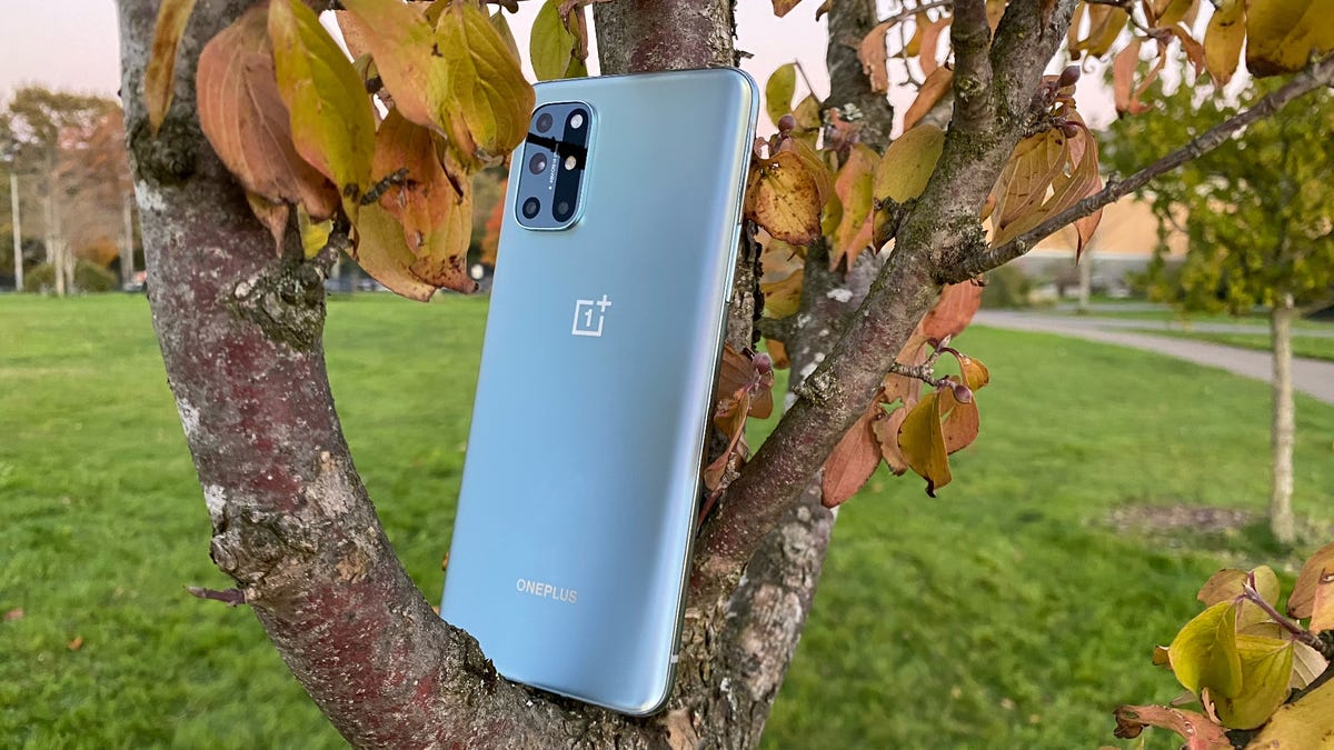 OnePlus 8T sur un arbre