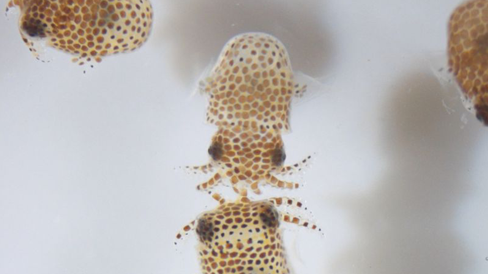 Baby bobtail squid