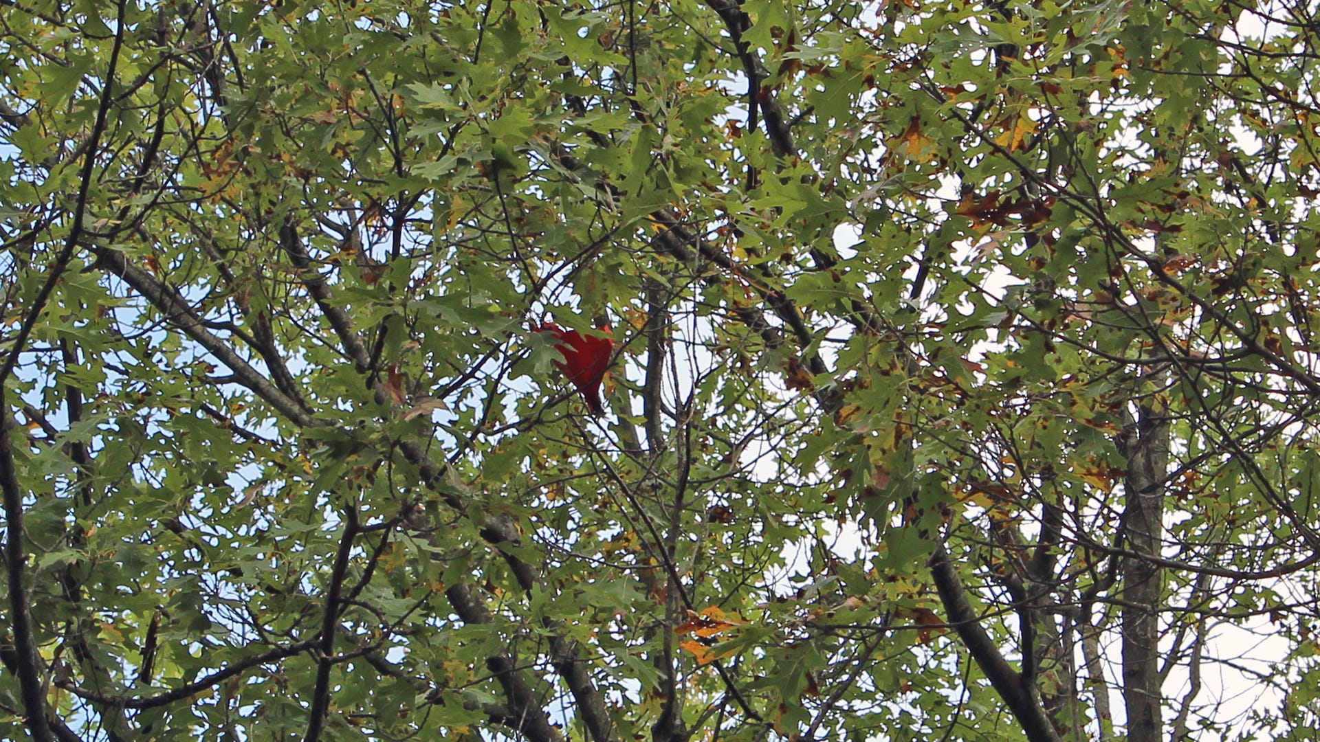 Une série de branches denses avec un plan rouge coincé au milieu.