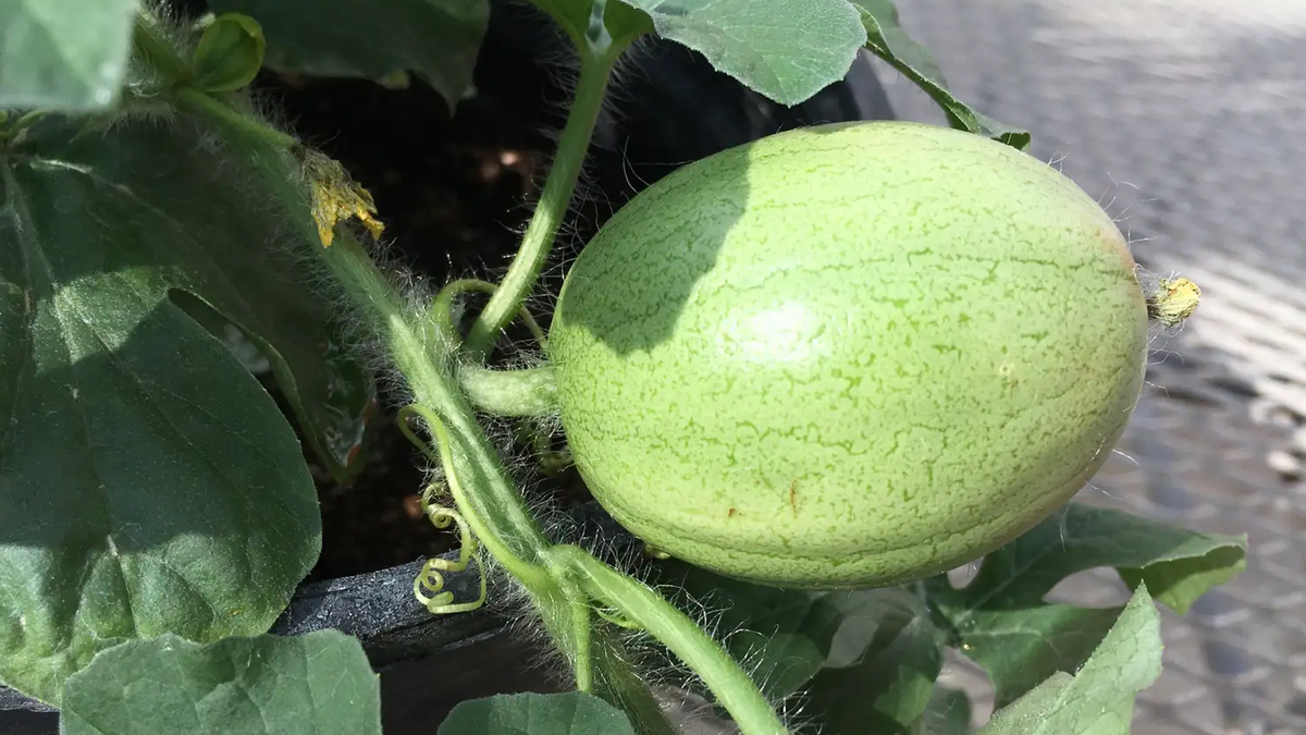 Le melon Kordofan du Soudan.