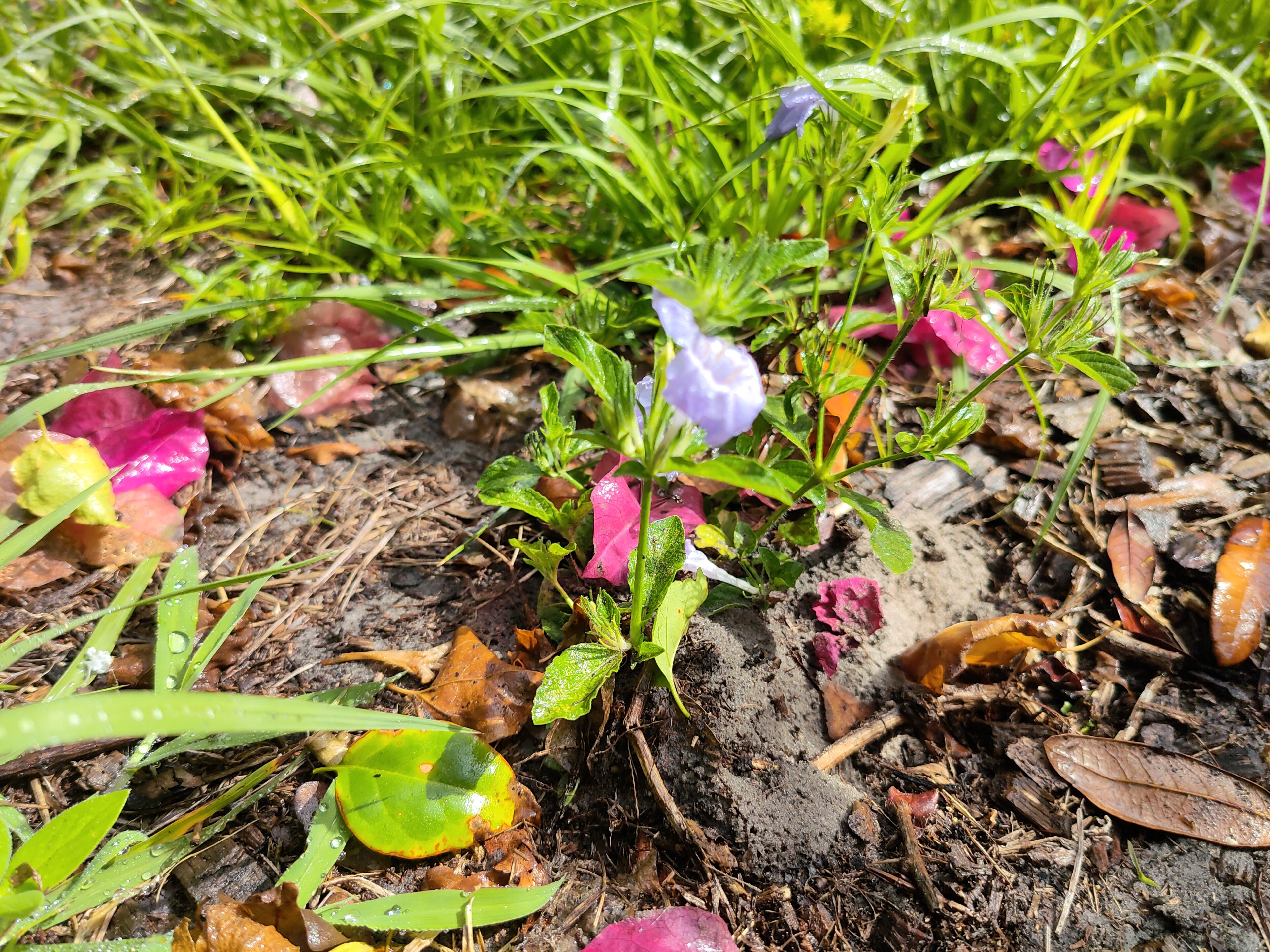 Une photo sur-traitée d'herbe et de terre.