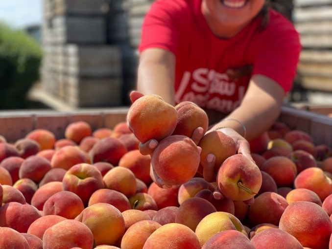 Elfogadja Stew Leonard az EBTt (ételjegyek és SNAPkártyák) HU Atsit