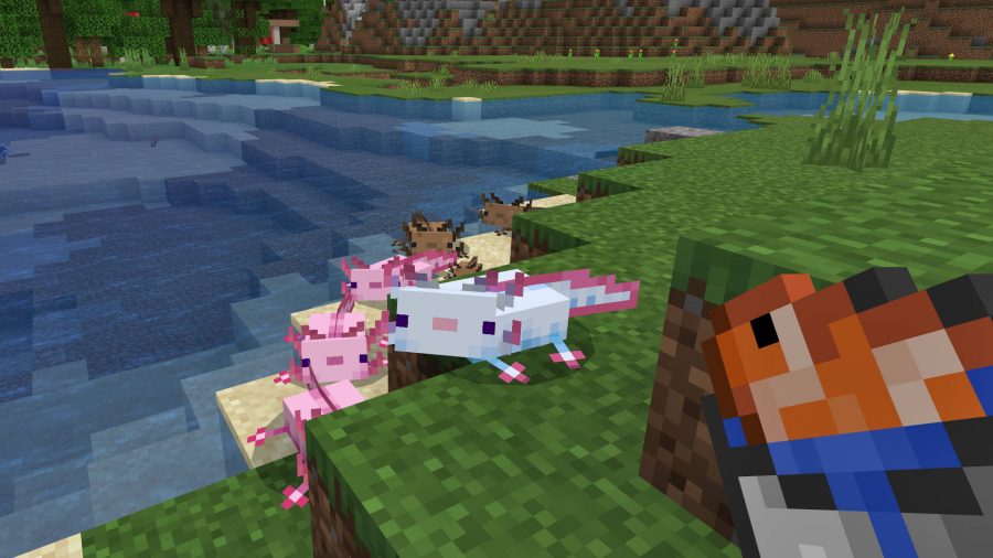 Minecraft Axolotl Cara Menjinakkan Axolotl Id Atsit