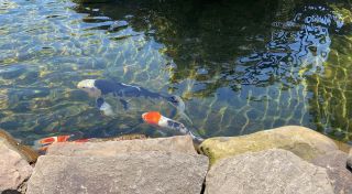 iPhone SE camera sample