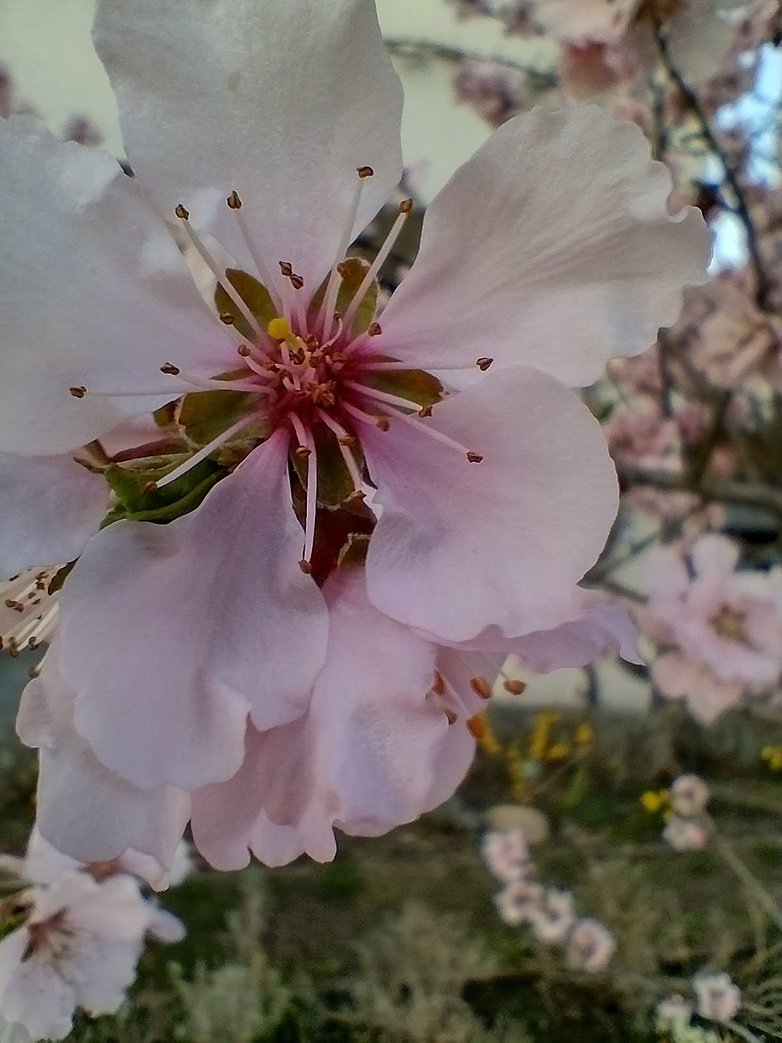 Macro recensione fotocamera Motorola Moto G10