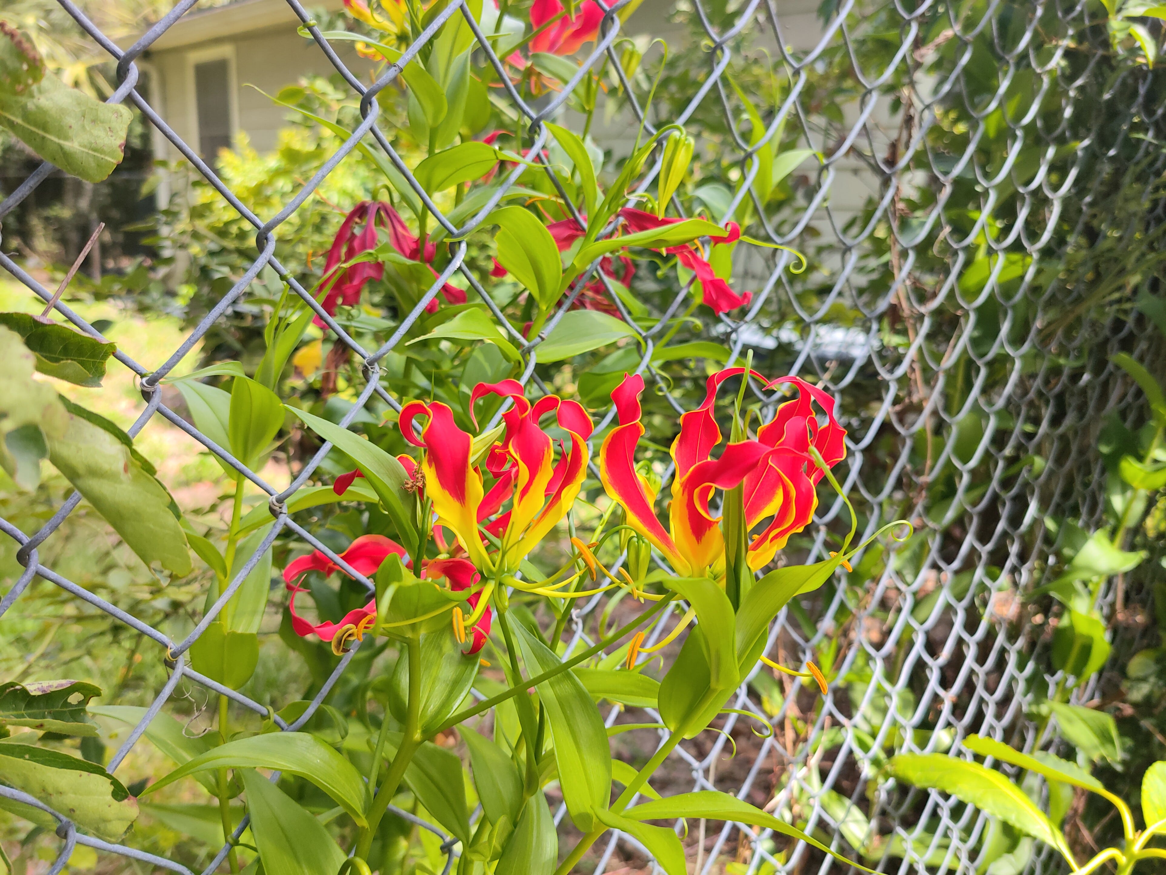 Una foto troppo elaborata di alcuni fiori.