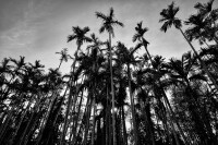 sharp-aquos-r6-monochrome-samplesIMG0326