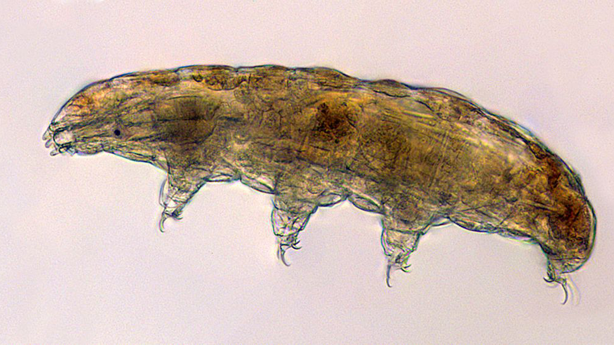 Un tardigrado (o orso acquatico)