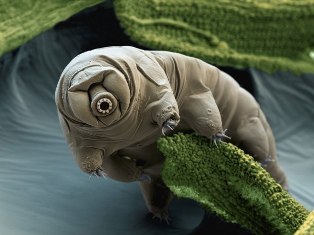 これらのほぼ破壊不可能な生き物は、時速2,000マイルで銃を撃たれました03 | TweakTown.com これらのほぼind破壊可能な生き物は時速2,000マイルで銃を撃たれました03 | TweakTown.com