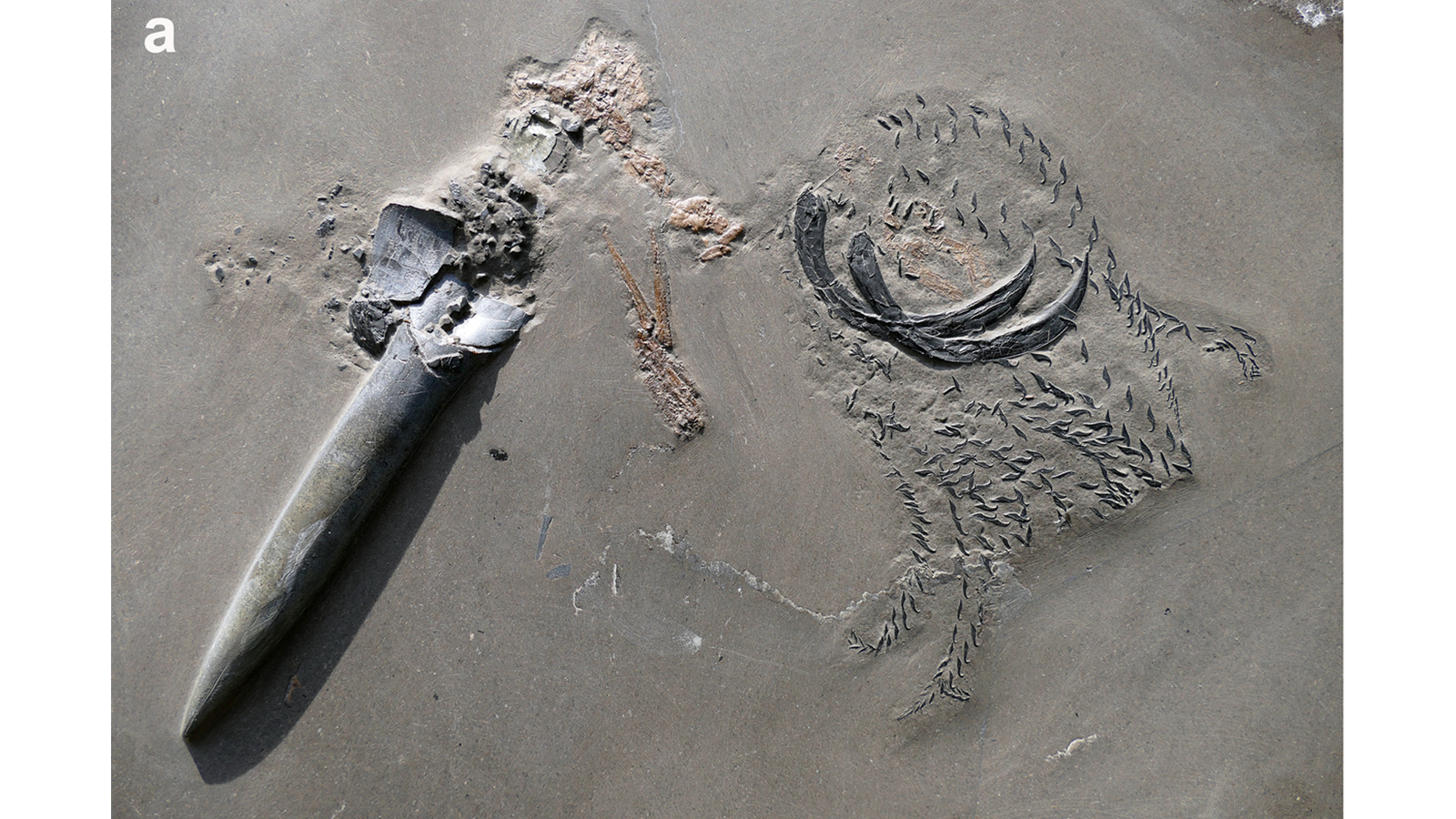 甲殻類とイカの化石