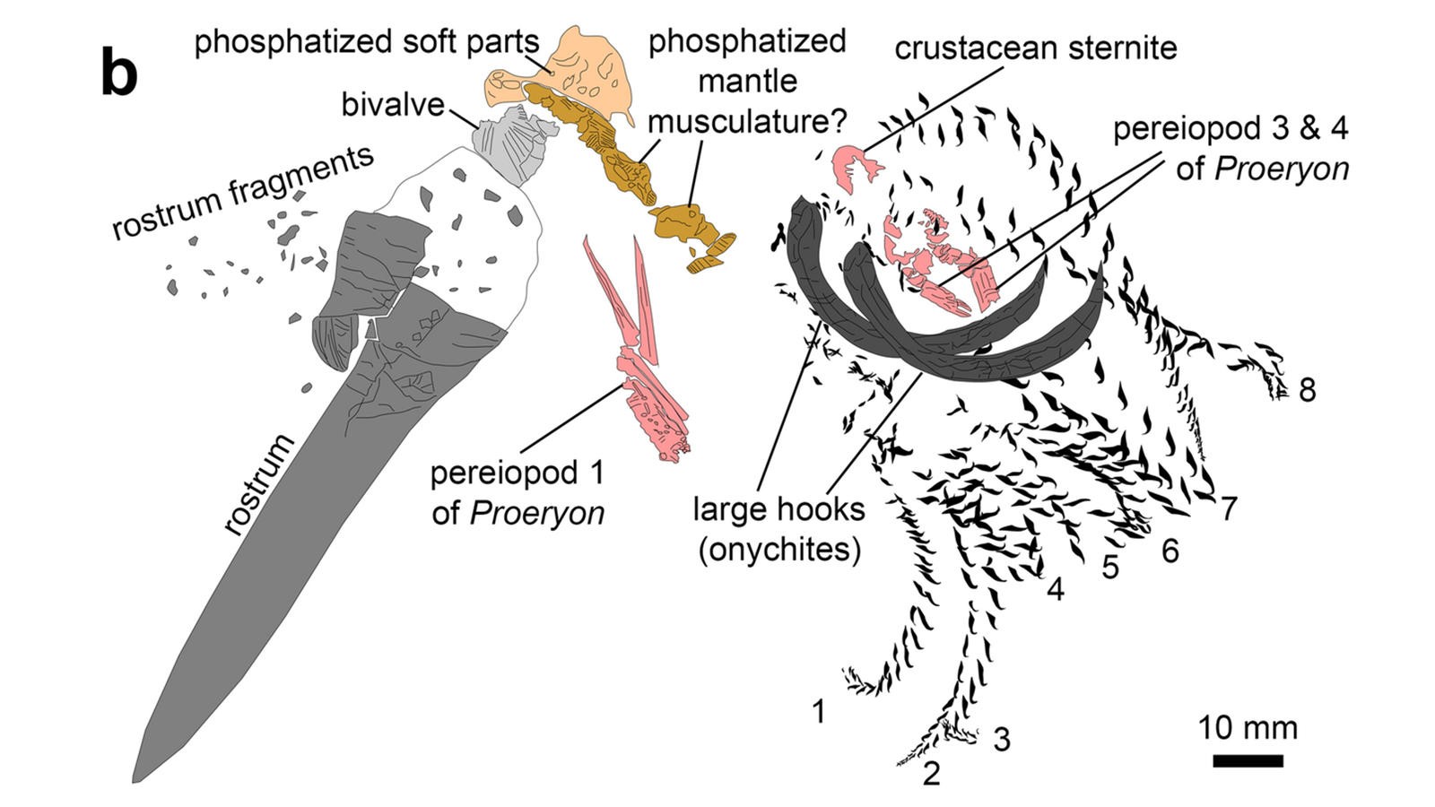 識別可能な化石の断片の図