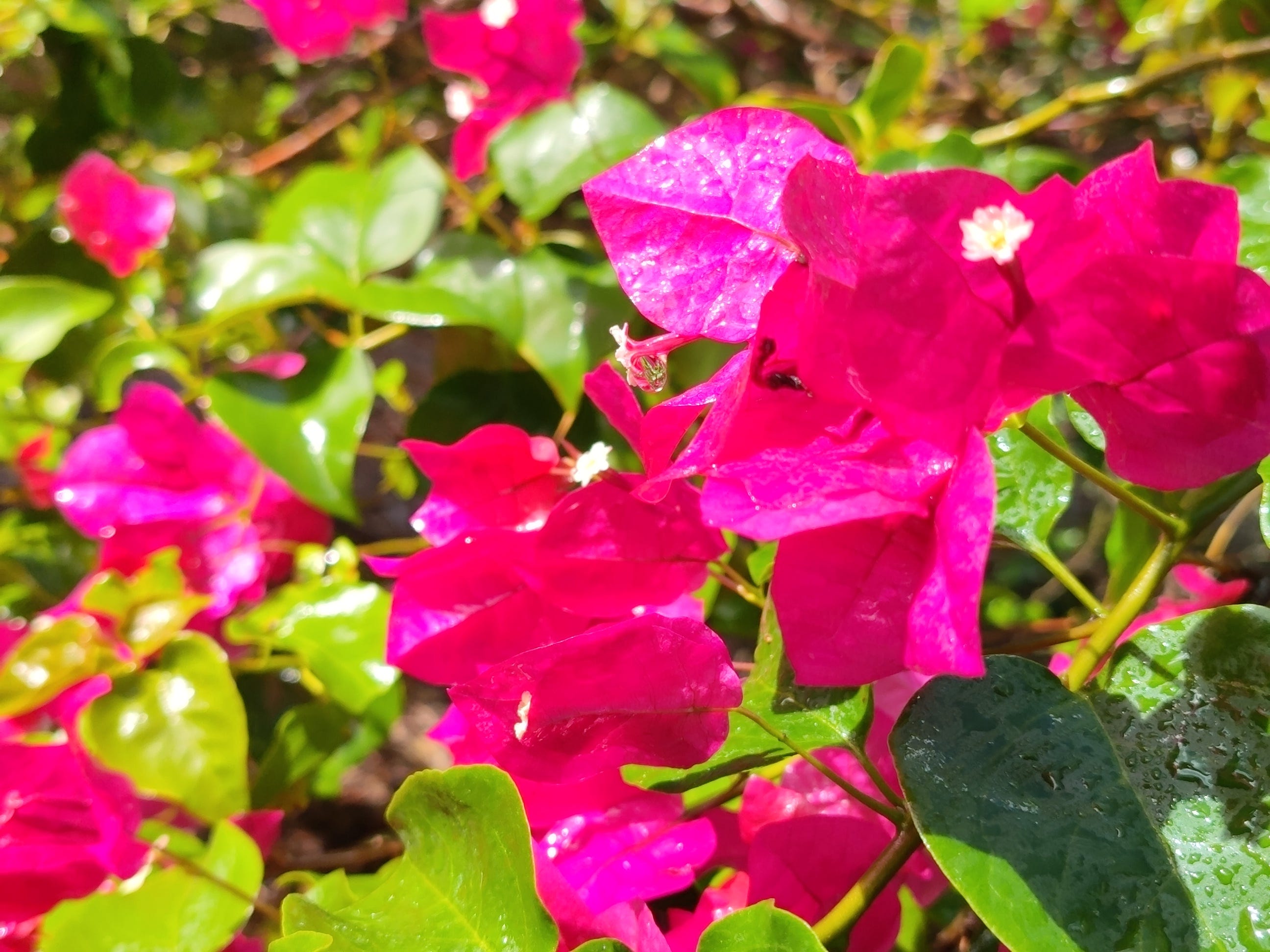 Een overbewerkte foto van enkele bloemen.