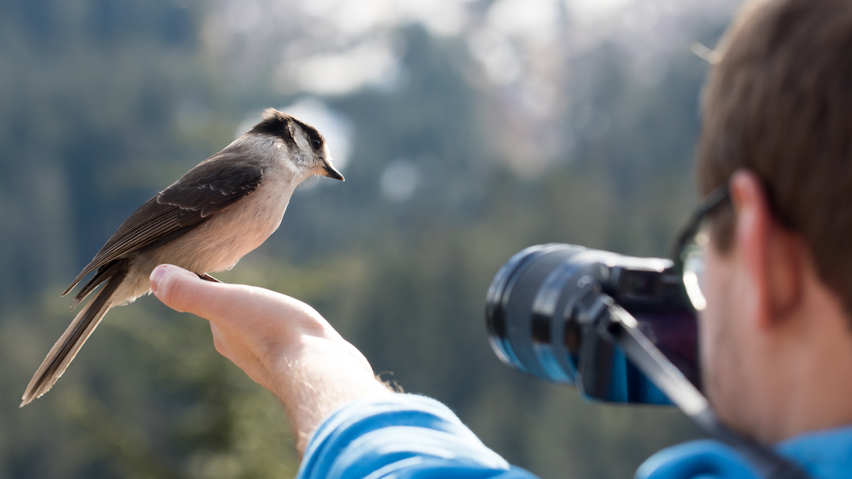 Grijze vogel in de hand van de fotograaf