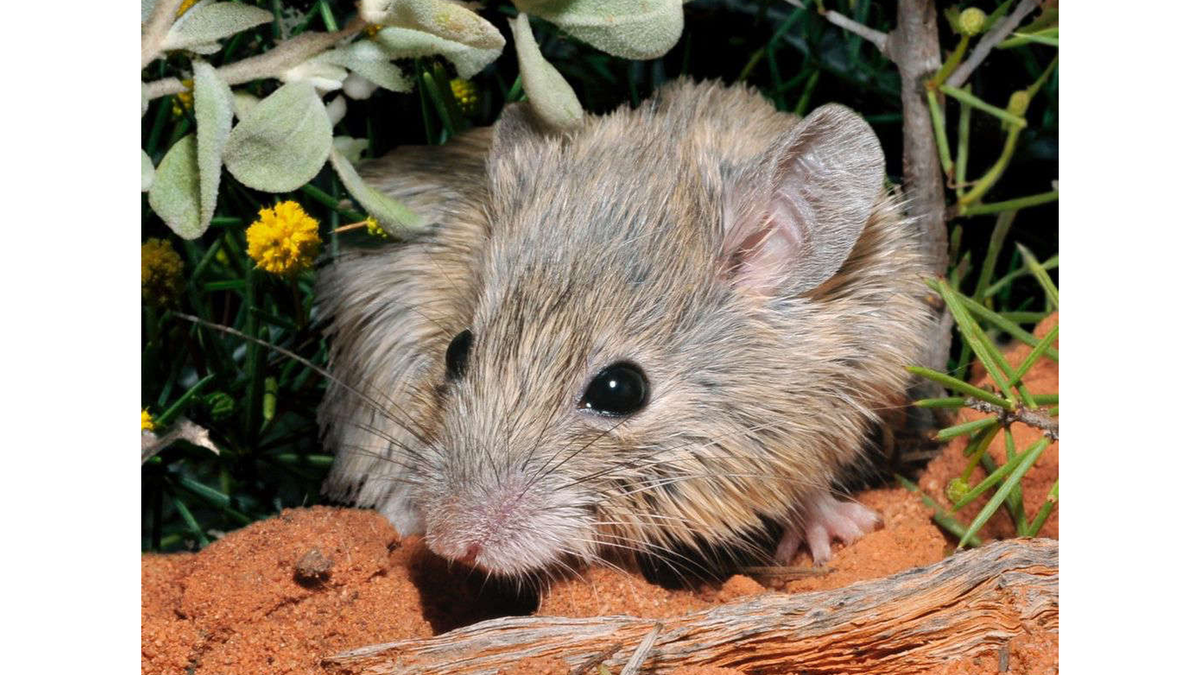 Een foto van de muis van de Australische Gould.