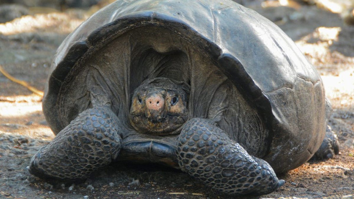 Gatunek gigantycznych żółwi Galapagos