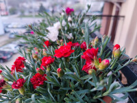 IMG20210420195307
