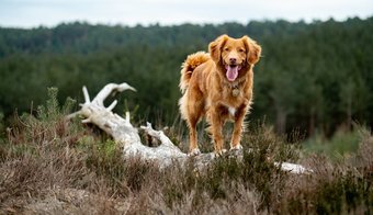 Melhores estojos Apple Air Tag para seus animais de estimação