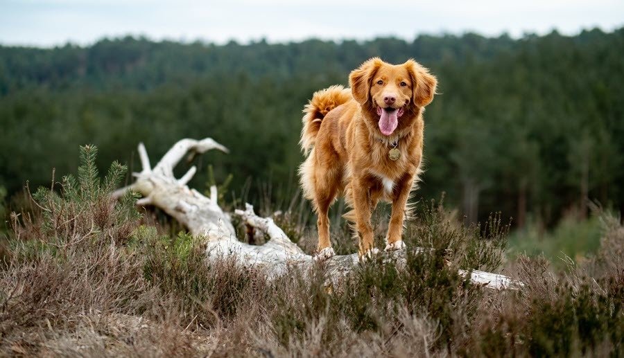 As melhores capas Apple Air Tag para seus animais de estimação