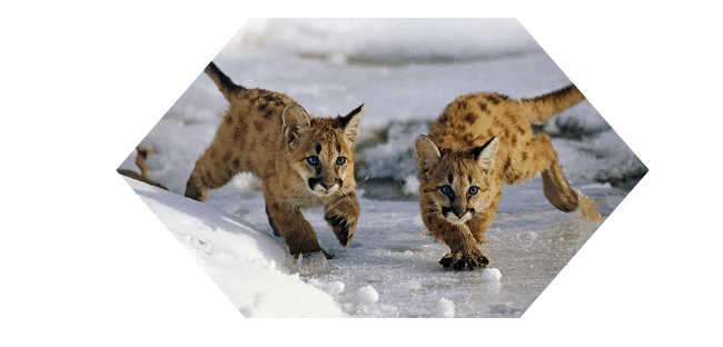 Snow Leopards With Shifting Shapes